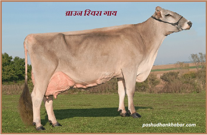 Brown Swice Cow Breed of Switzerland