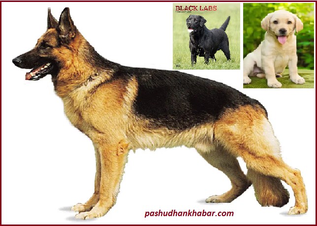 What is the Most Loyal Dog Breed