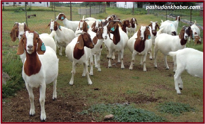 Goat Farming Business in  Village 