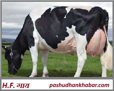 How to Identify the Cow of Milk Breed