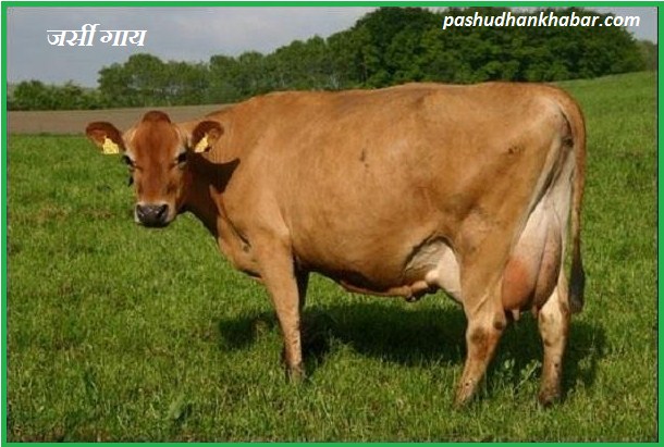 Jercey Cow for Dairy Farming