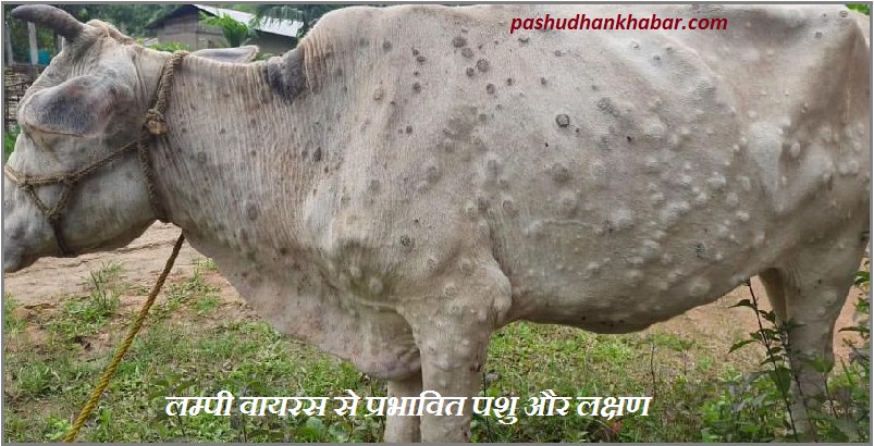 Cow Dies of Lumpy Virus in Chhattisgarh
