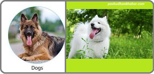 Made for Dogs Vaccine