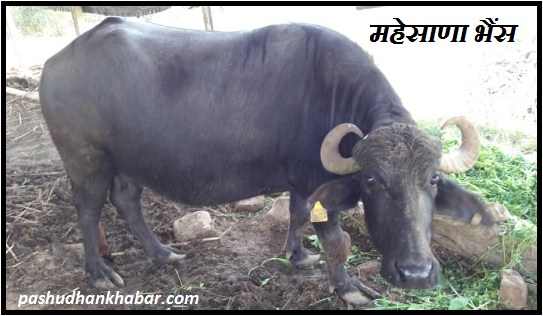 Mahesana Buffalo Breed of Gujarat