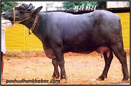 What is the Main Feature of Murrah Buffalo