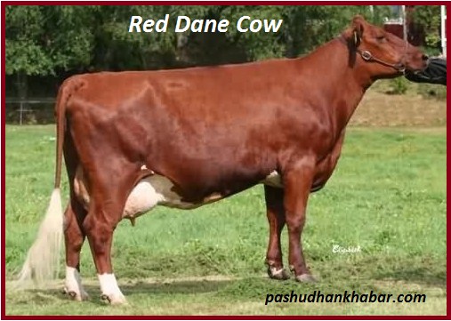 Red Dane Cow for Dairy Farming