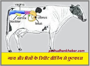 Problems And Solutions of Repeat Breeding