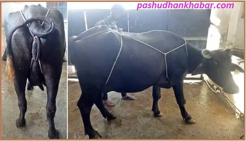 Uterus Exit in Animal Body