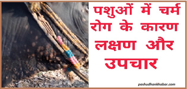 पशुओं में चर्म रोग का लक्षण