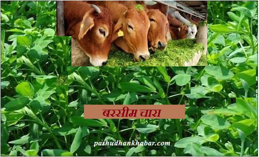 How to Increase Milk of Cow Buffalo Berseem Fodder