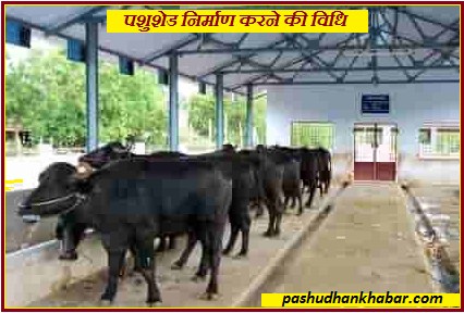 Cattle Shed Build for Dairy Farms