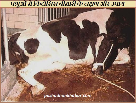Kitosis Disease in Dairy Cattle