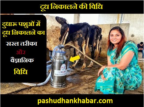 Scientific Method and Precautions of Milking
