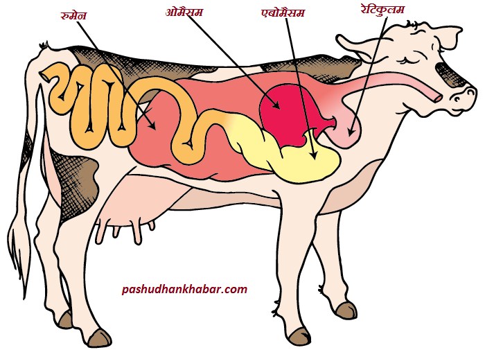 Ruminant Stomach and Digestive System