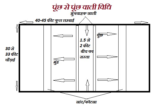 पूंछ से पूंछ विधि पशुशाला