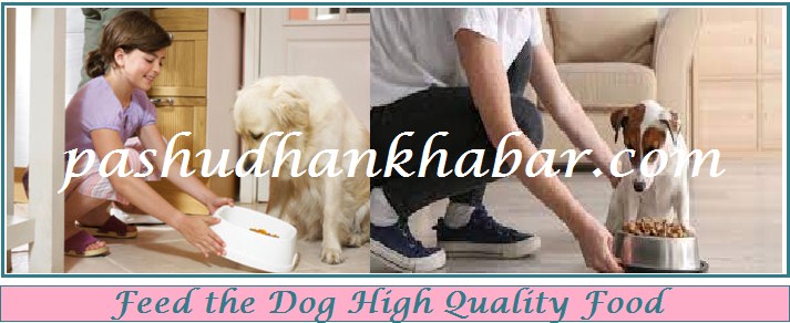 Feed the Dog High Quality Food