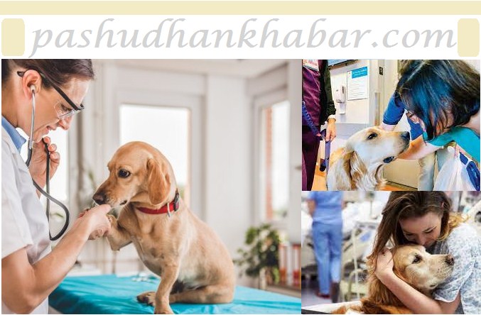 Take Care of Pet Dog