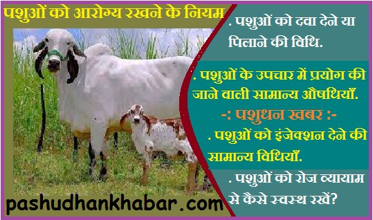 Rules for Keeping Animals Healthy