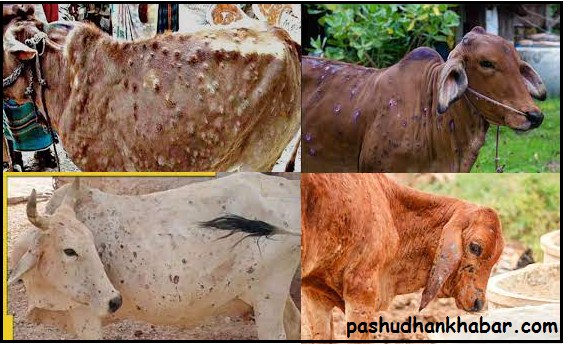 The Havoc of Lumpy Dermatitis in Cattle