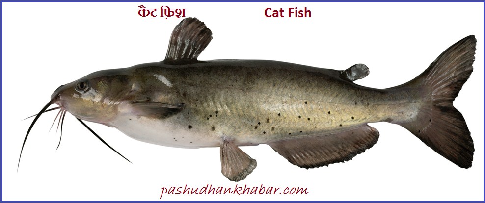 Cat Fish