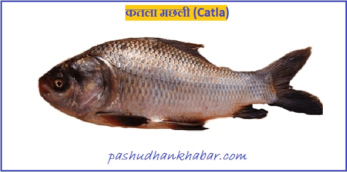 Catla Fish