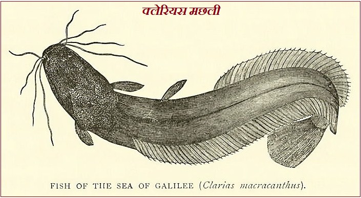 Clarias Batrachus
