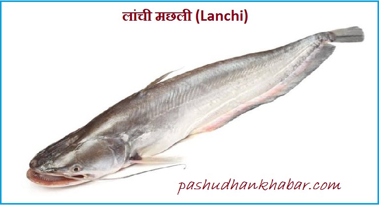 Lanchi Fish