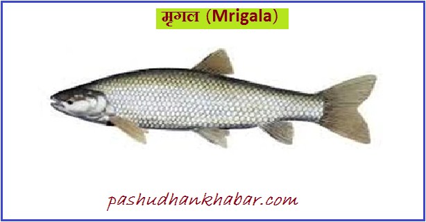 Mrigala Fish