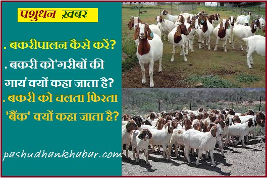 Why do Goat Farming