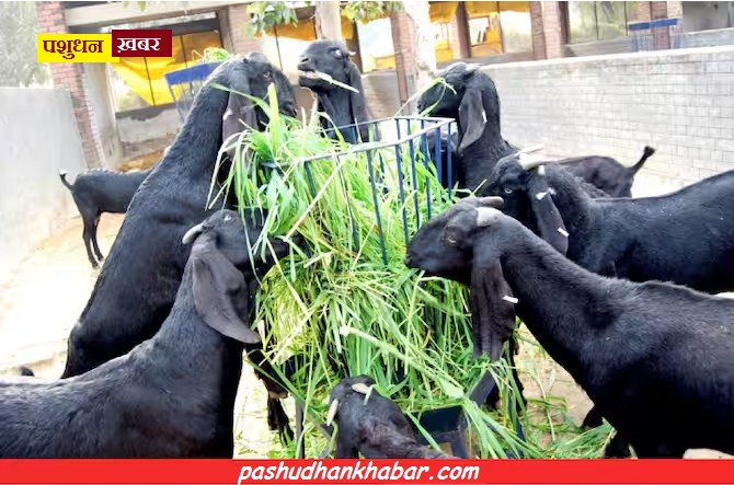 Balanced Diet for Goat