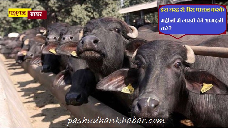 Dairy Buffalo Rearing and its Management