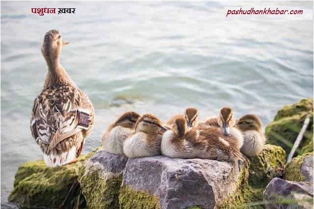 Feeding Management of Duck