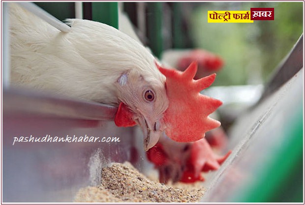 Feed Restriction Required for Broiler Production