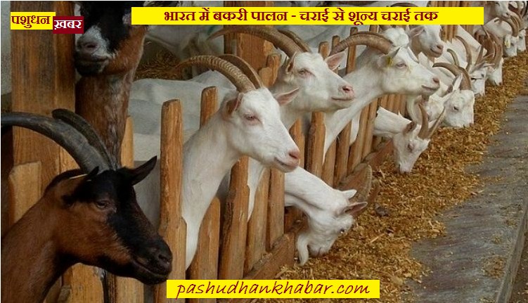 Goat Farming and its Grazing in India