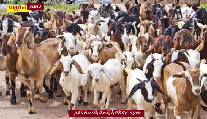 Goat Rearing and their Vaccination