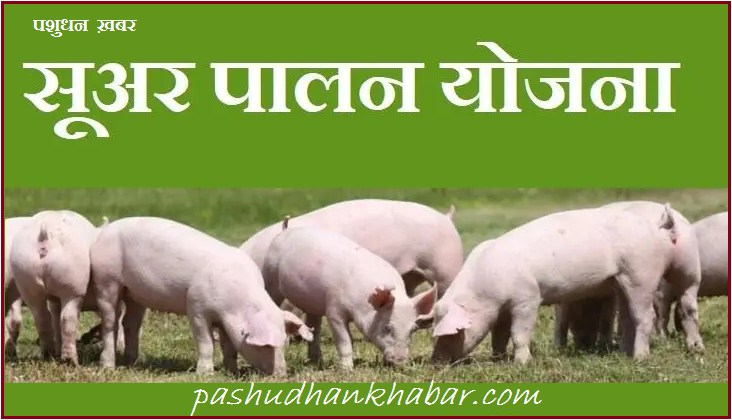 Pig Farming Plan