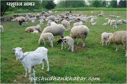 Toxoplasmosis Zonotic Disease in Sheep