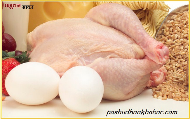 What are the Myths on Poultry Meat and Eggs