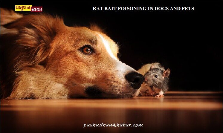 RAT BAIT POISONING IN DOGS AND PETS