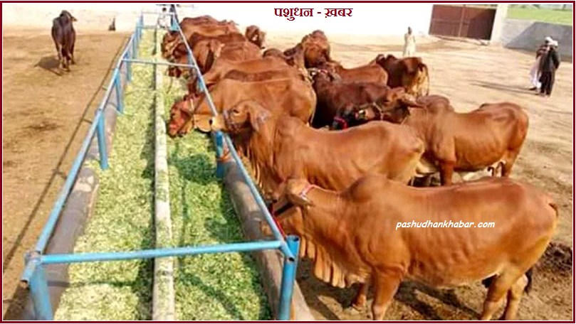 Dairy Cattle Management and Records Key