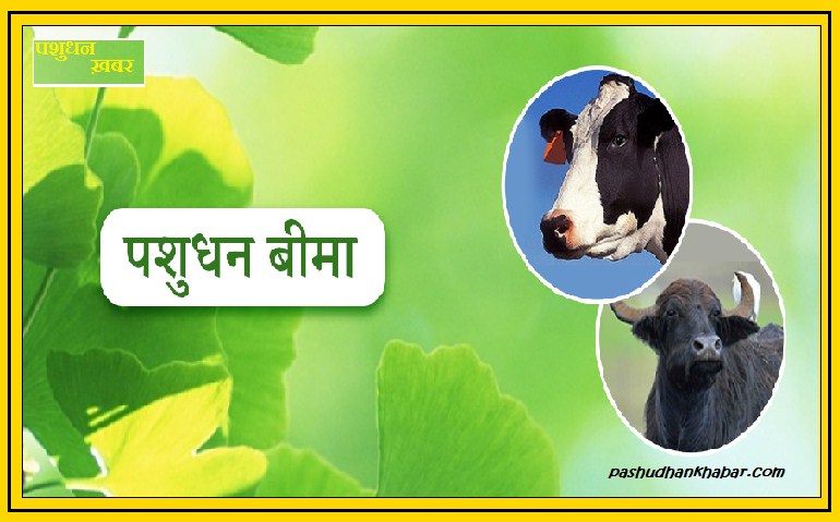Pashuon Ka Bima Kaise Hota Hai