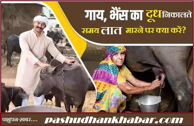 Gaay dudh dete Samay Laat Mare To Kya Karen