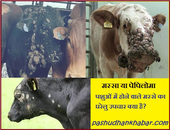 Pashuon Ke Masse Ko Jad Se Kaise Khatm Karen
