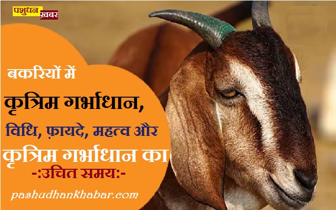 Bakriyon Me Kritrim Garbhadhan Technic kya Hai