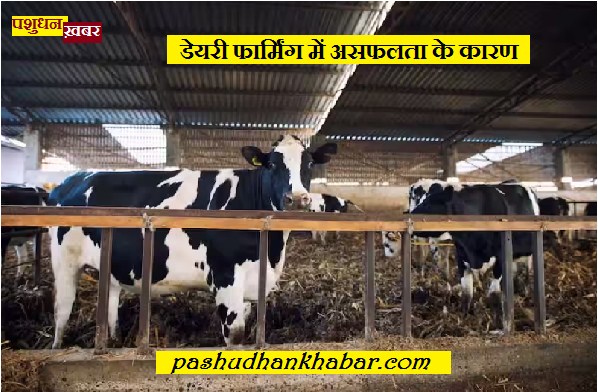 Dairy Farming Me Asafalta ke Karan