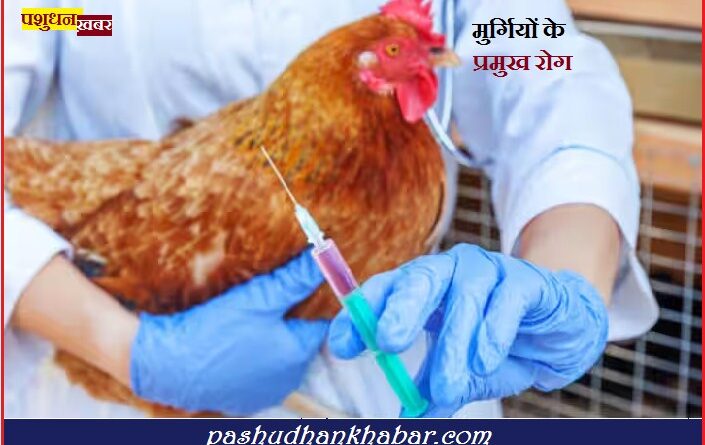 Important Disease in Poultry