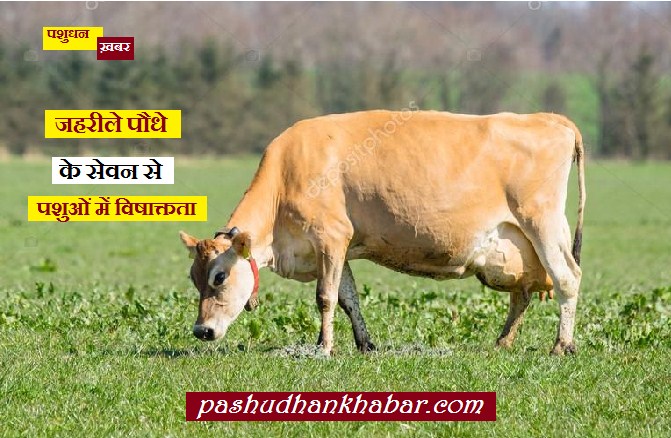 Poison in Cattle Food Plant