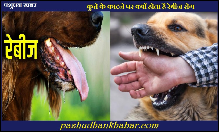 Kutte Ke Katne Par Pashuon Me Prathmik Upchar