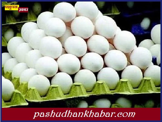 Asia First 10 Egg Aur Chicken Producers