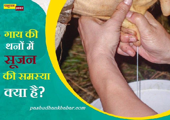 Ghabhin Gaay Ka Utaarte Samay Kaise Dhyan Rakhe